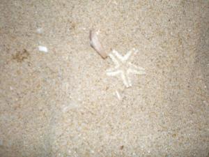 Star fish@Marina Beach